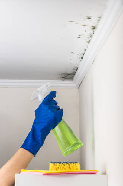 Mold Removal and Inspection in Montana City, MT